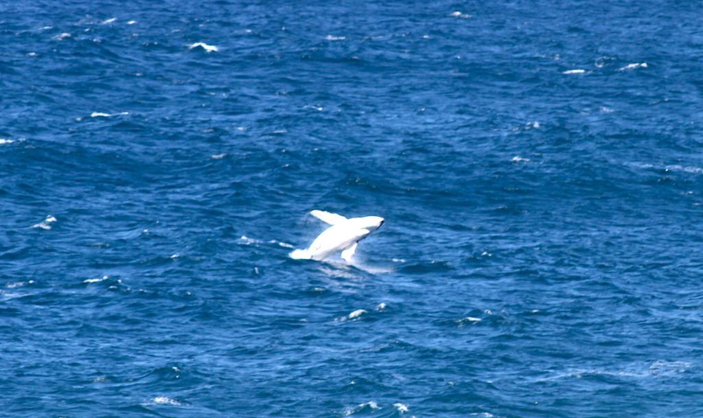 مبيت وإفطار كياما Sea Whispers المظهر الخارجي الصورة